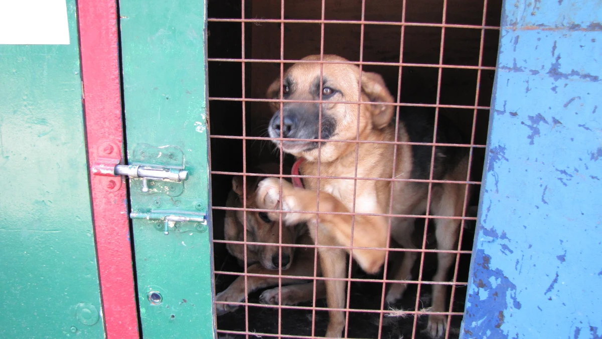 Dramat bezdomnych zwierząt z Klembowa pod Warszawą. Wygaszane schronisko, w którym wciąż żyje blisko 200 psów, walczy o finansowy byt. Pieniędzy nie ma nawet na zakup karmy. Po interwencji RMF FM starosta powiatu wołomińskiego zapowiedział kontrolę w azylu.