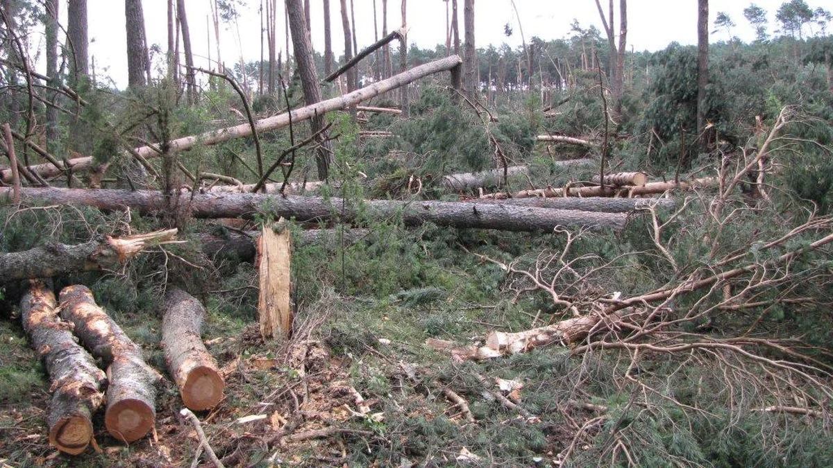 Do końca roku leśnicy będą sprzątać las w okolicy Osieka w powiecie Starogardzkim, przez który przeszła trąba powietrzna. Tylko tam żywioł doszczętnie zniszczył około 100 i uszkodził kolejne 50 hektarów lasu. Następne dwa lata zajmie przygotowanie gleby do posadzenia nowych drzew. Potrzebnych będzie mniej więcej 1,1 miliona sadzonek sosny.