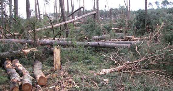 Do końca roku leśnicy będą sprzątać las w okolicy Osieka w powiecie Starogardzkim, przez który przeszła trąba powietrzna. Tylko tam żywioł doszczętnie zniszczył około 100 i uszkodził kolejne 50 hektarów lasu. Następne dwa lata zajmie przygotowanie gleby do posadzenia nowych drzew. Potrzebnych będzie mniej więcej 1,1 miliona sadzonek sosny.
