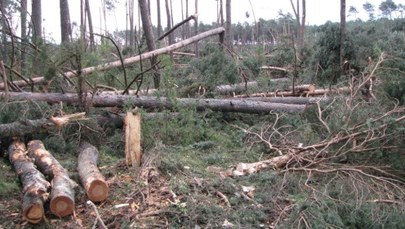 Las po trąbie powietrznej - lata pracy dla leśników
