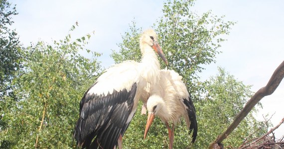 Ośrodek rehabilitacji dzikich ptaków w Bukwałdzie koło Olsztyna potrzebuje pomocy. Po sierpniowych nawałnicach do placówki trafiło kilkadziesiąt rannych ptaków. Skomplikowane operacje są bardzo kosztowne, przez co brakuje pieniędzy na podstawowe produkty.
