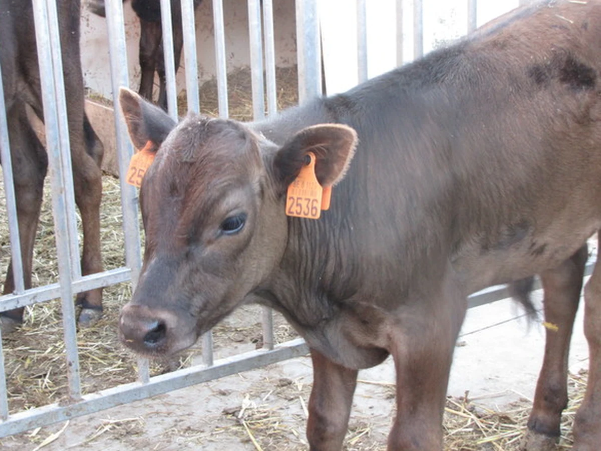 Najdroższa wołowina świata, której ceny osiągają setek euro, pochodzi z krów rasy wagyu. Nasza korespondentka w Brukseli Katarzyna Szymańska-Borginion dotarła do jedynego w Belgii hodowcy tych zwierząt. To ewenement, bo krowy te są hodowane prawie wyłącznie w Japonii, niedaleko miasta Kobe.