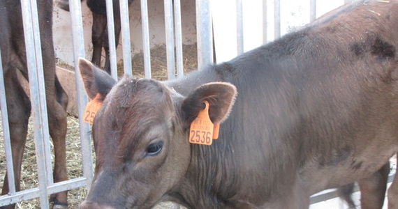 Najdroższa wołowina świata, której ceny osiągają setek euro, pochodzi z krów rasy wagyu. Nasza korespondentka w Brukseli Katarzyna Szymańska-Borginion dotarła do jedynego w Belgii hodowcy tych zwierząt. To ewenement, bo krowy te są hodowane prawie wyłącznie w Japonii, niedaleko miasta Kobe.