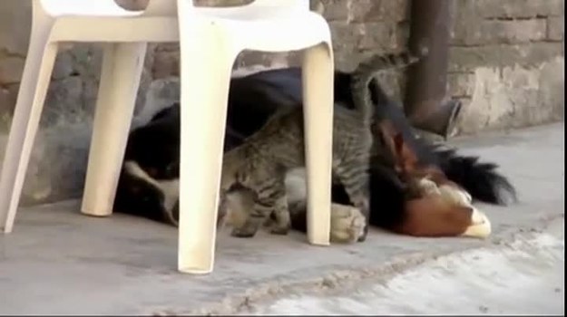 Powiedzenie "żyć jak pies z kotem" nabrało nowego znaczenia dzięki pewnej parze czworonogów. Film nakręcony niedawno we Włoszech pokazuje przytulające się zwierzęta i jest dowodem na to, że kocię może traktować dorosłego psa niemal jak... matkę (CNN Newsource/x-news).