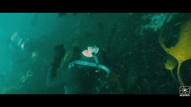 Halle Berry wciela się w postać Kate Mathieson, znanej podróżniczki, dokumentalistki życia rekinów. Po dramatycznych wydarzeniach z przeszłości i bliskim spotkaniu z żarłaczem białym, Kate powraca na głębokie wody z niewielką grupką turystów i biologów morskich...