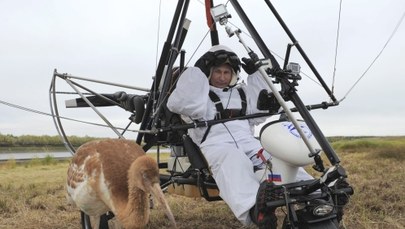 Putin przewodnikiem stada żurawi