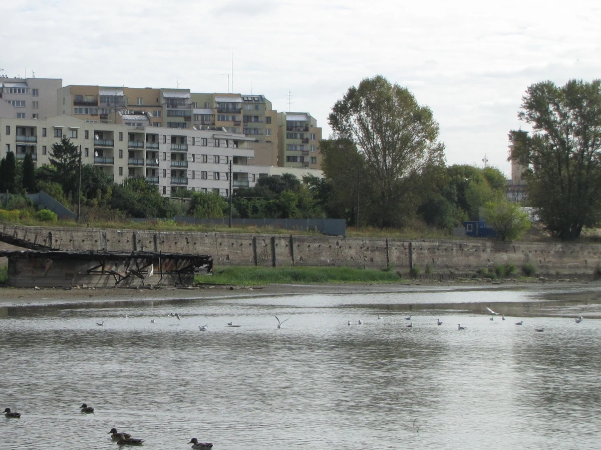 "Susza hydrologiczna w Polsce to splot czynników meteo i czynników hydrologicznych. Niestety jest to stan bardzo niekorzystny. Na to nakłada się jeszcze stan koryta. Koryta rzek stale erodują. W ślad za tą erozją podąża zwierciadło wody niskiej. Obniża się dno, obniżają się stany, a jest to zasługa bardzo małych przepływów" - mówi dr Piotr Kuźniar, hydrolog z Wydziału Inżynierii Środowiska Politechniki Warszawskiej. Zdaniem eksperta, nawet intensywne opady nie będą w stanie szybko wyrównać mocno obniżonego poziomu rzek.