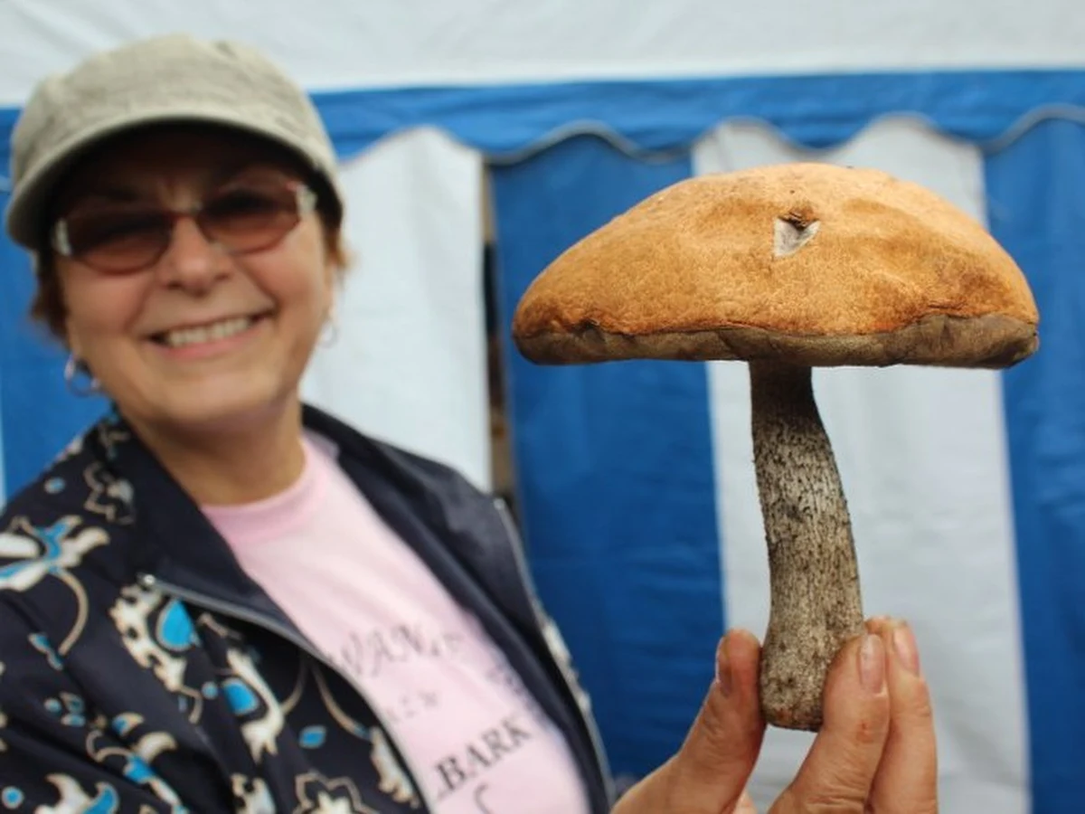 W Wielbarku w województwie warmińsko-mazurskim odbył się piąty Festiwal Grzybów - Grzybobranie. Tradycyjnie impreza rozpoczęła się drużynowymi zawodami w zbieraniu grzybów. W tym roku szukano najcięższego okazu. Zwyciężyła reprezentacja gminy Wielbark.