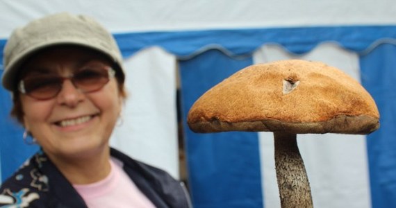 W Wielbarku w województwie warmińsko-mazurskim odbył się piąty Festiwal Grzybów - Grzybobranie. Tradycyjnie impreza rozpoczęła się drużynowymi zawodami w zbieraniu grzybów. W tym roku szukano najcięższego okazu. Zwyciężyła reprezentacja gminy Wielbark.