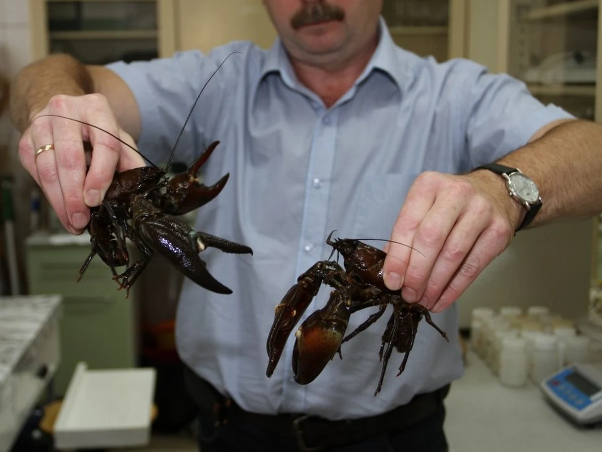 Z Wieprzy wyłowiono 6 raków, które przypominają olbrzymie kraby. To tak zwane raki sygnałowe ze Stanów Zjednoczonych. Do rzeki mógł wpuścić je akwarysta amator zaskoczony tym, jak szybko rosną.