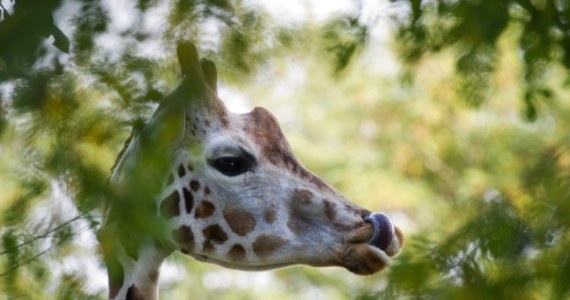 Tofik, jedyny samiec żyrafy w miejskim ogrodzie zoologicznym w Łodzi, padł podczas operacji. Zwierzę od kilkunastu dni chorowało i nie przyjmowało pokarmu. Teraz w łódzkim zoo pozostają trzy żyrafy-samice.