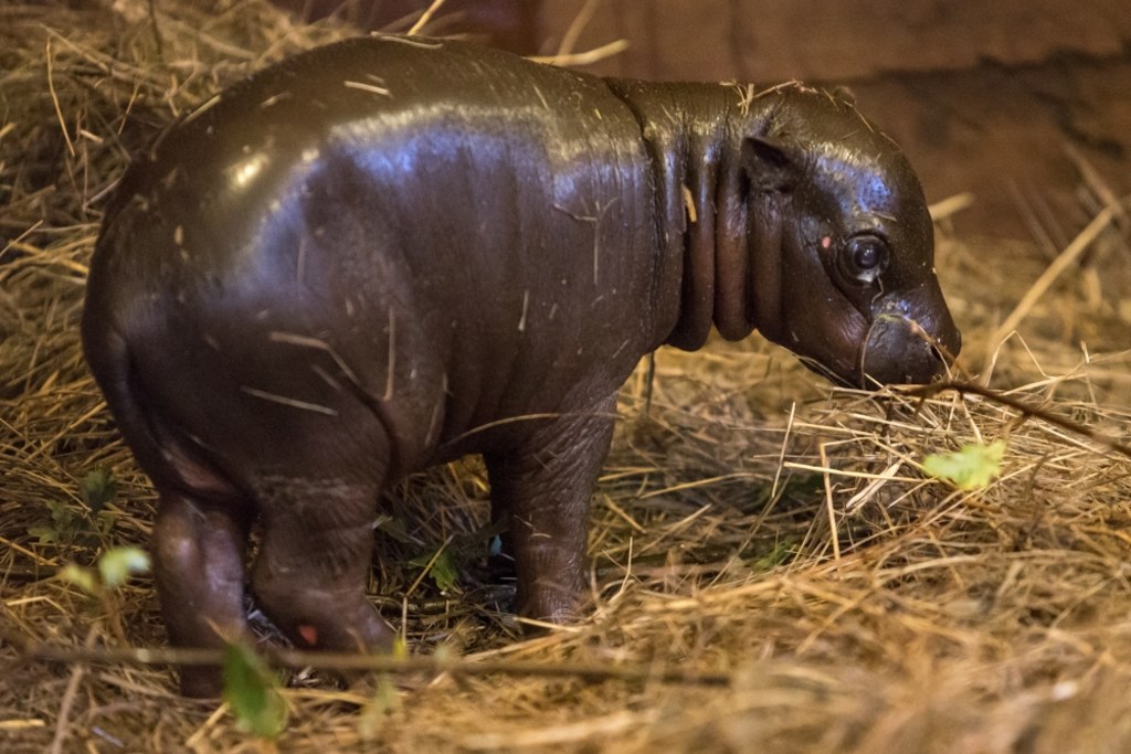Hipopotam karłowaty. - Nowy lokator wrocławskiego zoo - 1/9 - Foto