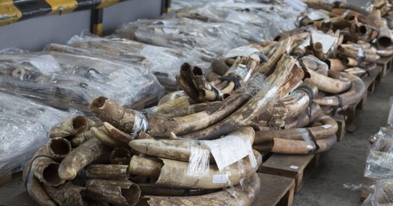 W Hongkongu przechwycono dwa pochodzące z Kenii i Tanzanii kontenery, zawierające łącznie 3,8 tony kości słoniowej, co jest jednym z największych w skali światowej udaremnionych przemytów tego rodzaju - poinformował hongkoński dziennik "South China Morning Post".