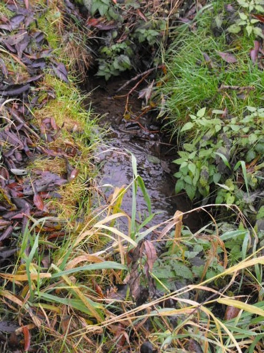 W Trzebiatowie odkryto niewielkie źródełko, które według legend ma uzdrowicielską moc. Pod koniec XIX wieku zasypano je przy okazji budowy linii kolejowej. Od tamtej pory nikt nie wiedział, czy woda nadal z niego wybija.