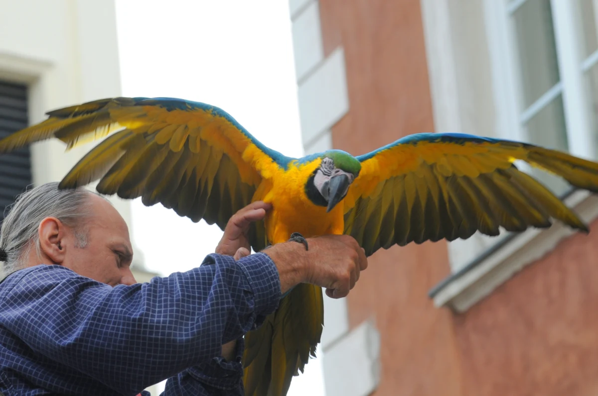 Przed śródmiejskim sądem rejonowym w Warszawie ruszył proces kataryniarza obwinionego o nielegalny handel. Kataryniarz twierdzi, że niczego nie sprzedawał i ma zezwolenie na swoją działalność, której częścią jest loteria fantowa, prowadzona przez papugę. Innego zdania jest jednak straż miejska, która zgłosiła sprawę do sądu.