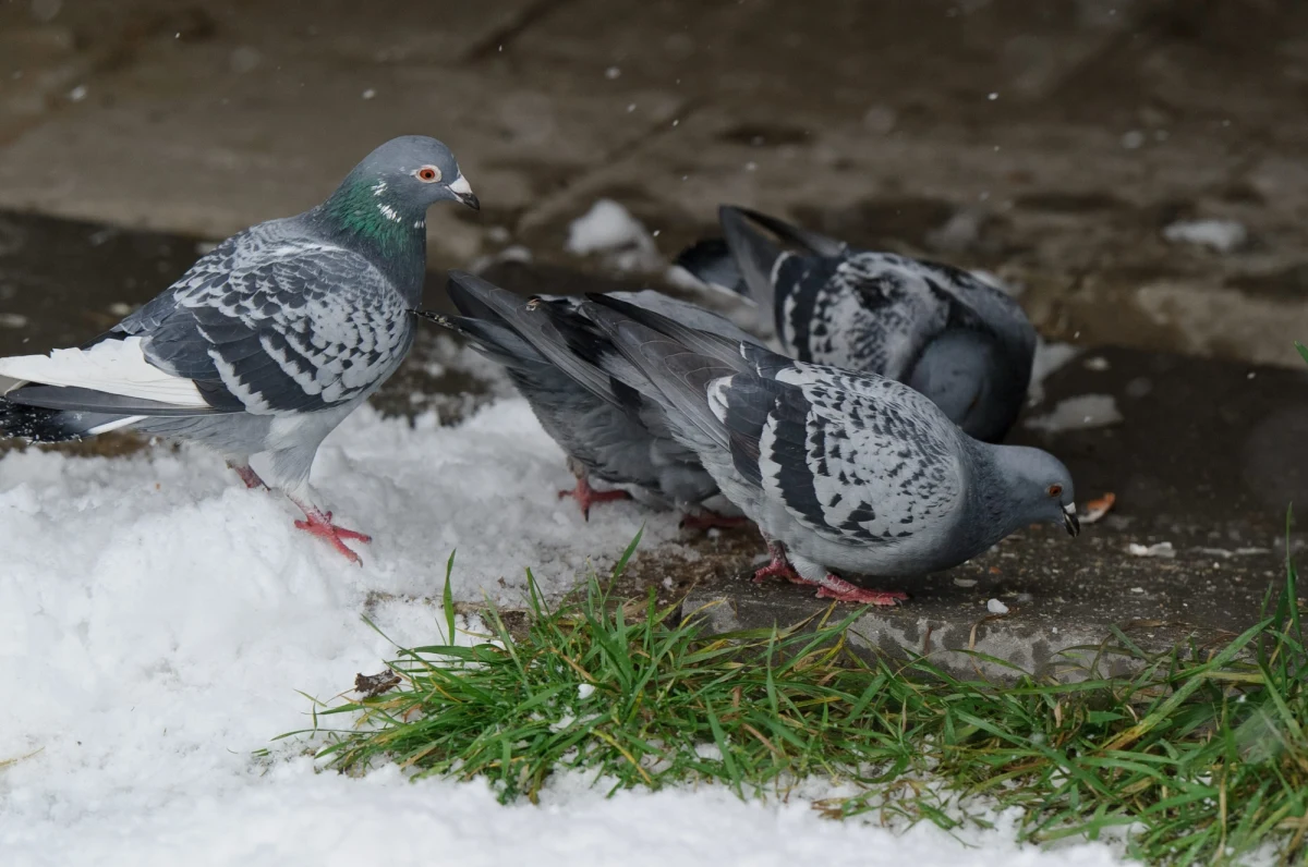 Krakowska policja zatrzymała 16-letniego obywatela Rosji strzelającego do gołębi na Plantach. Jak dowiedział się reporter RMF FM, chłopak jest synem konsula Rosji Iwana Ultika.