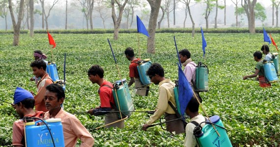 Do tragedii doszło w północno-wschodniej części Indii, na jednej z plantacji herbaty. Kilkusetosobowa grupa zbieraczy herbaty podpaliła tam dom, należący do ich szefa. W płomieniach zginęły dwie osoby: przedsiębiorca i jego żona.