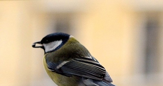 Muzyka nie jest wynalazkiem człowieka, śpiew ptaków jest także przykładem muzyki - twierdzą naukowcy z Uniwersytetu Emory. Ich artykuł, opublikowany w czasopismie "Frontiers of Evolutionary Neuroscience", to głos w dyskusji, która toczy się na ten temat już od pewnego czasu. Tym razem badacze koncentrują się nie na melodii, czy rytmie ptasiego śpiewu, ale na tym, jak same ptaki na ten śpiew reagują. I to zdaniem naukowców pozwala rozstrzygnąć wątpliwości, czy to muzyka.