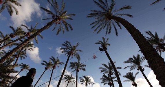 Licząca sobie co najmniej 160 lat i 16 metrów palma daktylowa - ozdoba palmiarni w gdańskim Parku Oliwskim, nie mieści się już w obiekcie: ostatnio przebiła szklany dach. Drzewo przycięto, ale gospodarze muszą szybko znaleźć rozwiązanie problemu.