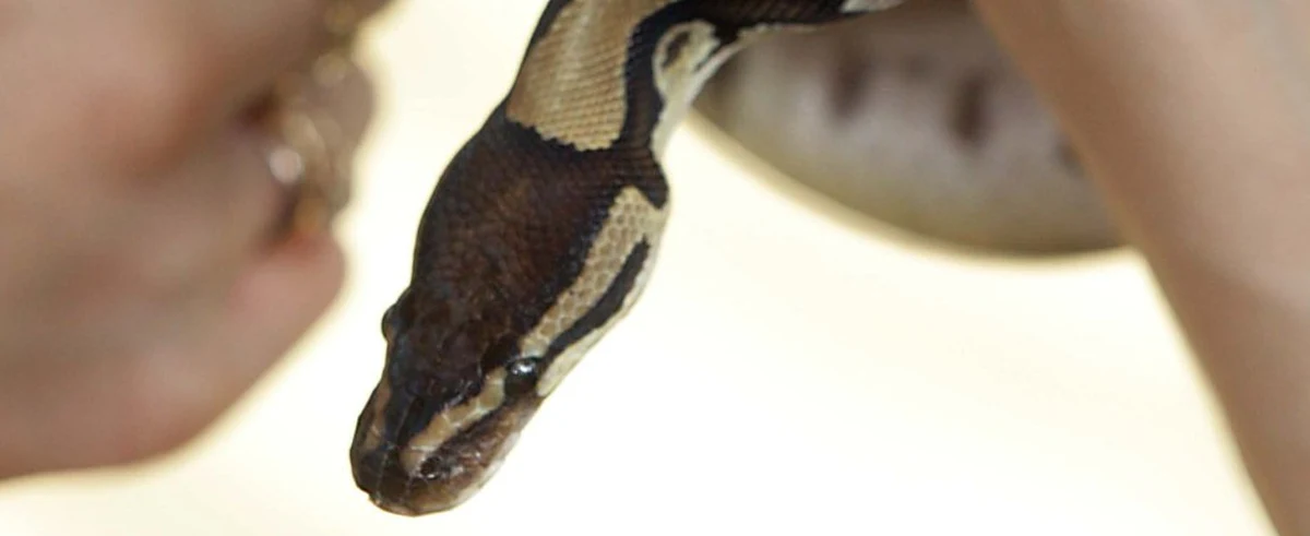 Niecodzienny widok zastał w swojej łazience pewien mieszkaniec Opola. Za sedesem znalazł… pytona. Wąż był spokojny. Trafił w ręce weterynarzy.