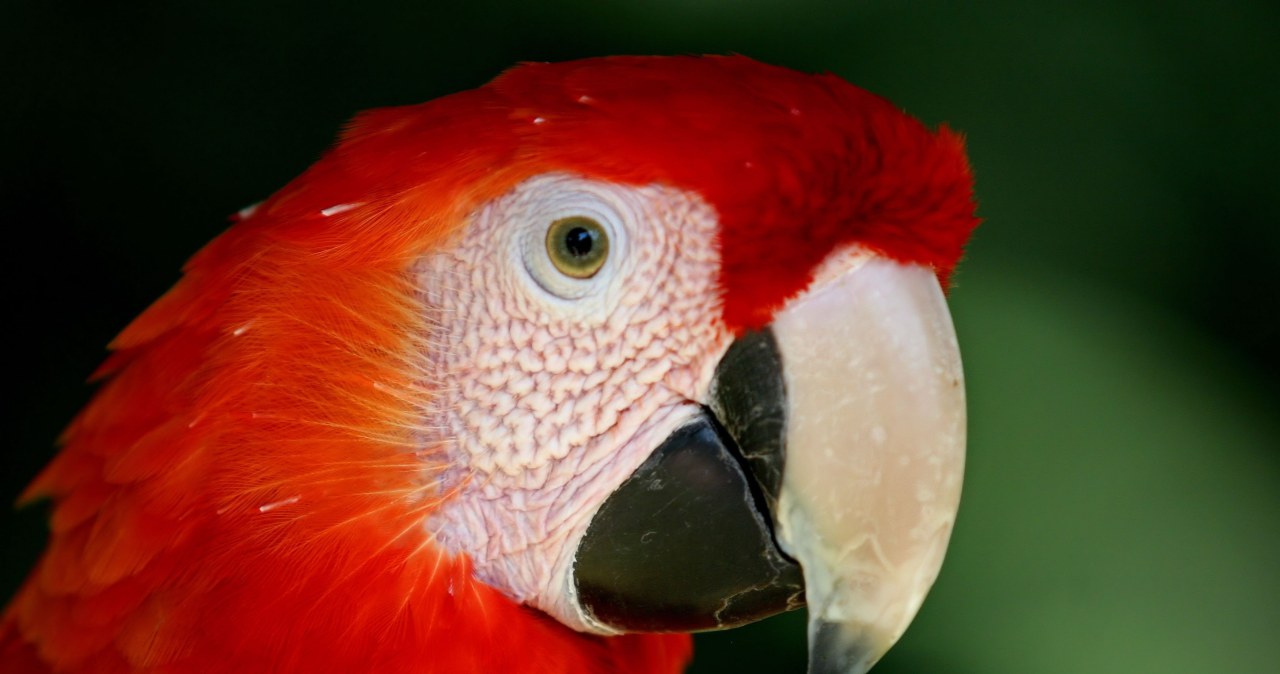 Prestiżowe pióra. Analiza DNA odsłania zaskakujący starożytny handel