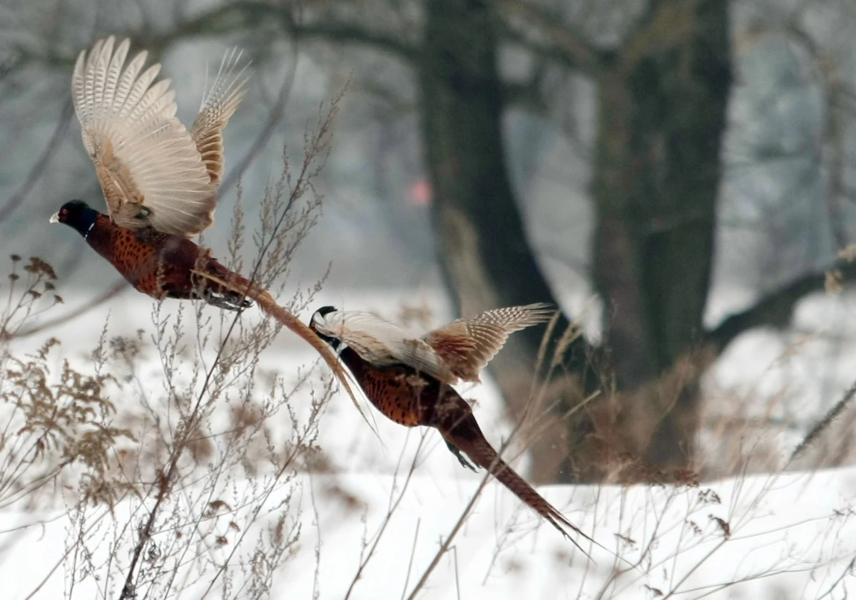 Za aż 3 przestępstwa odpowie przed sądem mężczyzna, który najpierw nielegalnie upolował bażanta, potem uciekał rowerem, a następnie - złapany - próbował przekupić policjantów. Jak się okazuje, kiepską sytuację miłośnika ptactwa dodatkowo pogarsza fakt, że mężczyzna... miał w organizmie blisko 4 promile alkoholu.