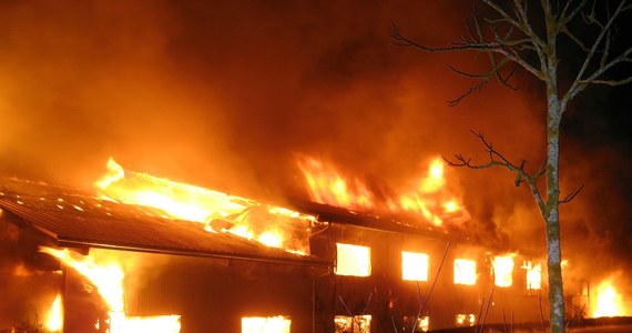 Potężny pożar strawił rodzinną farmę w Ebhausen w Niemczech. Spłonęło tam 86 wielbłądów. Okoliczności pojawienia się ognia są niejasne. 