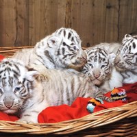 Małe białe tygrysy w zoo w austriackim Kernhof [PAP/EPA/PAUL PLUTSCH] 