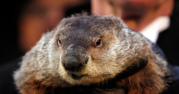 Szybkie nadejście wiosny w tym roku przepowiedział, w Dniu Świstaka, gryzoń Phil z Punxsutawney w amerykańskim stanie Pensylwania. Zwierzątko nie zobaczyło swego cienia.