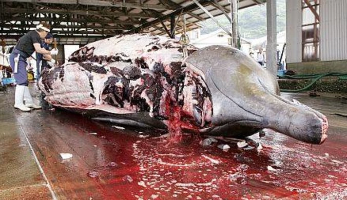 Laos dołącza do polowań na wieloryby