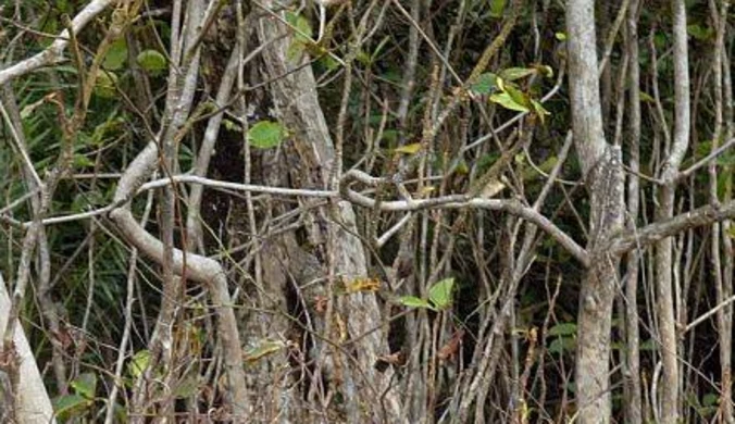 Kurczy się las Sherwood, w którym grasował Robin Hood