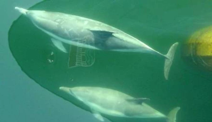 Mały delfin ma trzy matki
