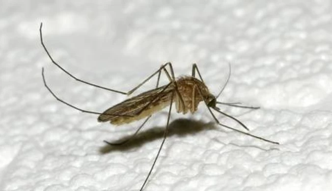 Polsce grozi malaria!