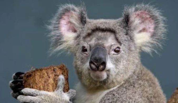 Koala przeżył czołowe zderzenie z samochodem