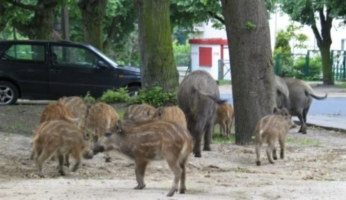 Katowice walczą z dzikami