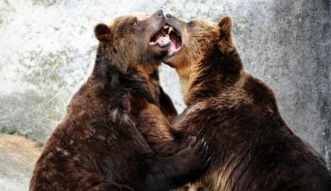 W Moskwie sponsorują jeże i niedźwiedzie