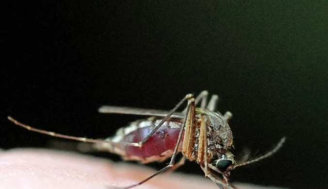 USA: Upały i plaga komarów na Środkowym Zachodzie