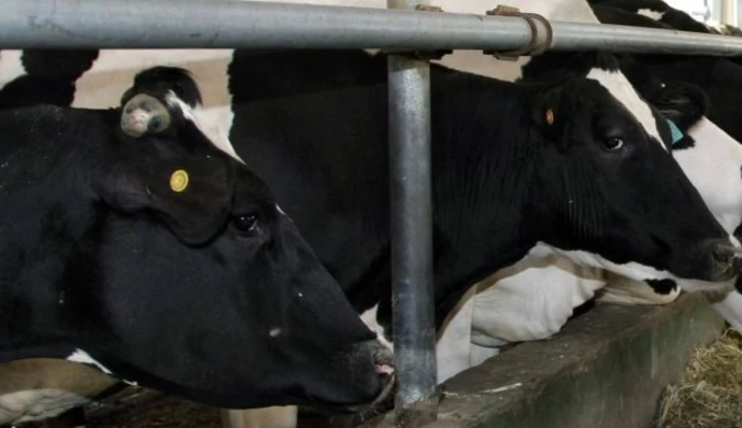Niemcy: Automat z mlekiem prosto od krowy