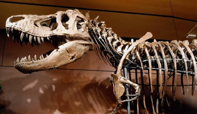 Naukowcy: Tyranozaur zjadał swoich braci