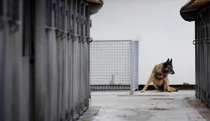 Moskwa chce wywieźć bezdomne psy. Obrońcy zwierząt protestują