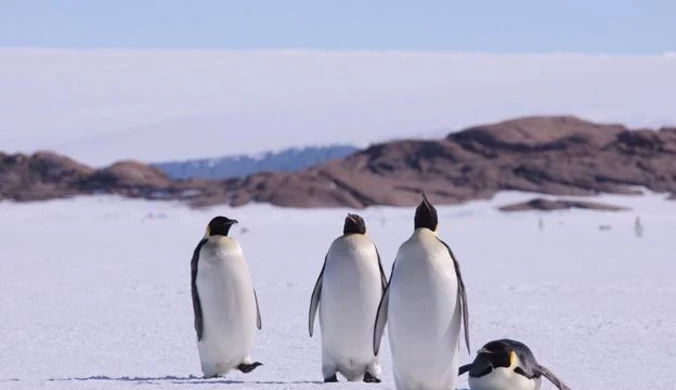 Nowa Zelandia: Pingwin przepłynął 3 tys. kilometrów z Antarktydy