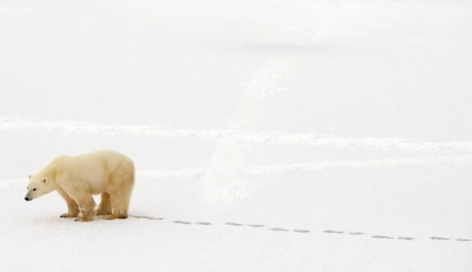 Niedźwiedź polarny zabił Brytyjczyka. Cztery osoby ranne