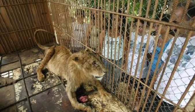 Liban: Nowa "Arka Noego" pełna zwierząt z kontrabandy