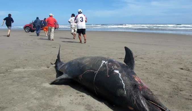 Peru: Władze apelują o unikanie plaż