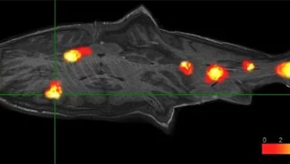 O czym myśli martwy łosoś? Zdechła ryba w fMRI