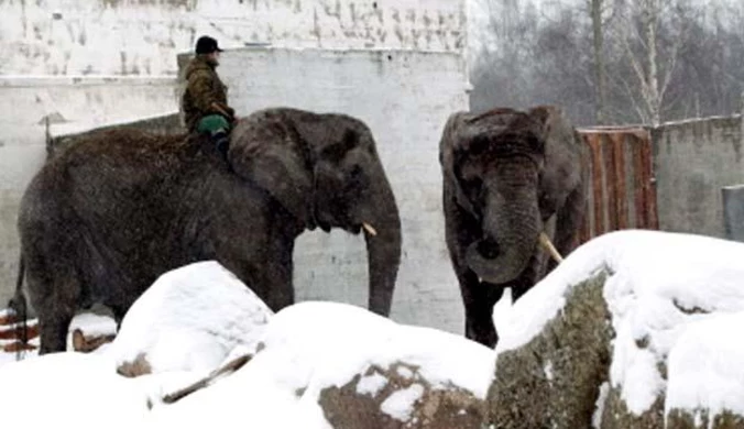 Wódka uratowała dwa polskie słonie