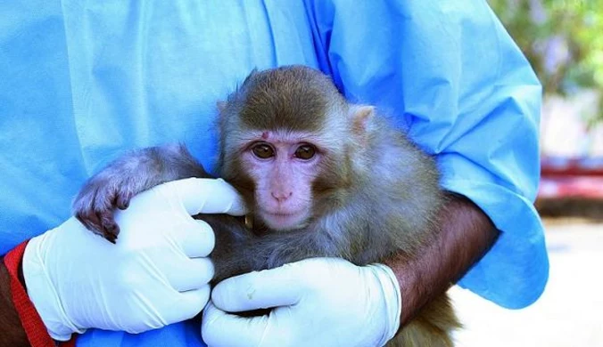 Eksperci: Lot irańskiej małpy w kosmos mógł być fałszerstwem