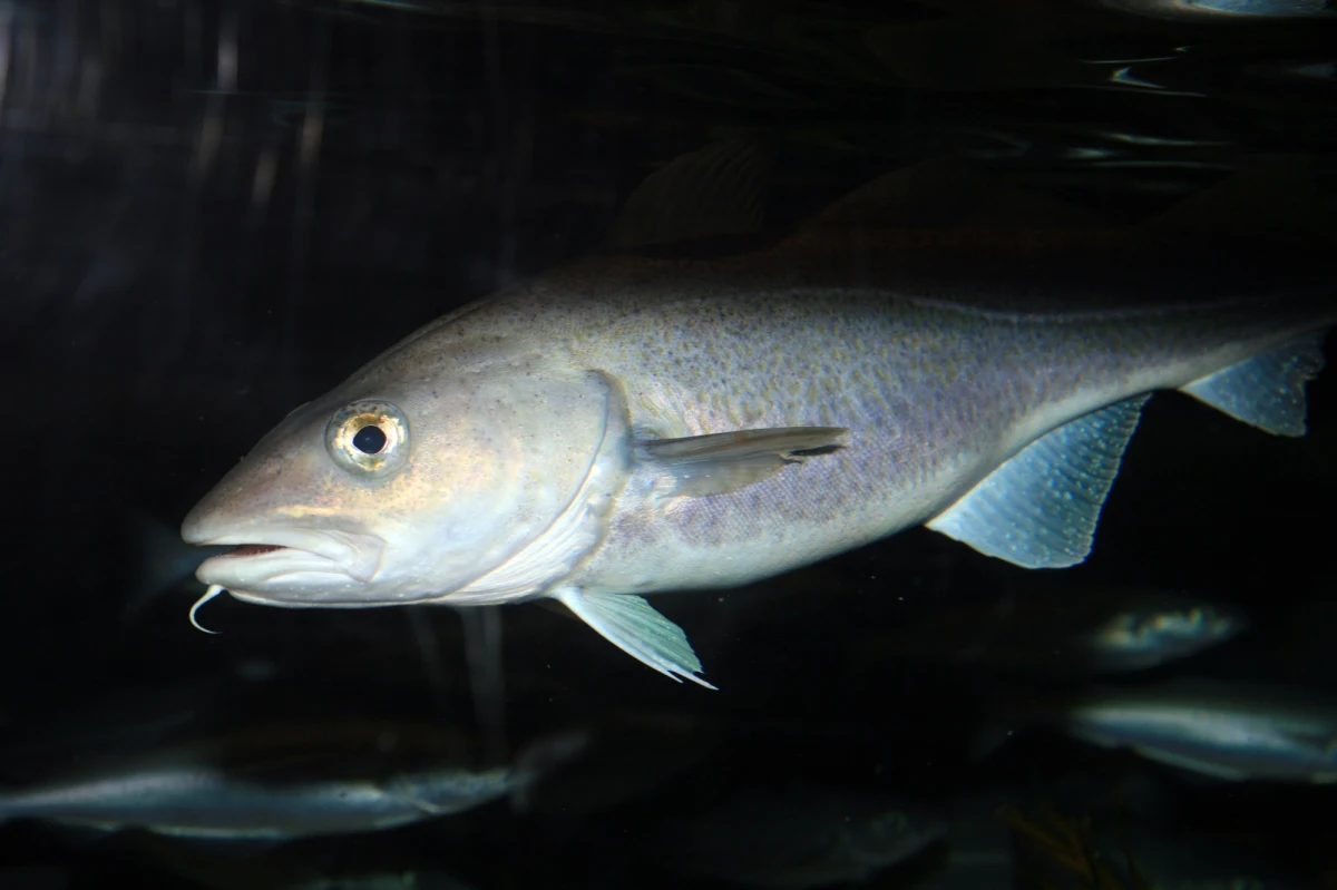 Ostrzeżenie przed dorszami bałtyckimi wydało ministerstwo rolnictwa Meklemburgii-Pomorza Przedniego w Niemczech. Zdaniem resortu, wątroby tych ryb są tak nasycone substancjami toksycznymi, że nie powinno się ich spożywać.