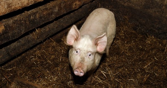 Komisja Europejska upomniała dzisiaj Polskę w sprawie dobrostanu świń. Chodzi o unijną dyrektywę nakazującą, aby lochy były trzymane w grupach przez pewną część ciąży. 