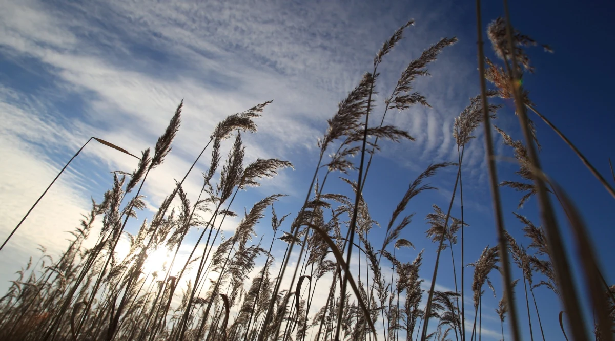 Polska rozważy, czy odwoła się do Europejskiego Trybunału Sprawiedliwości od kary nałożonej przez Komisję Europejską - zapowiedział wiceminister rolnictwa Kazimierz Plocke. Komisja poinformowała we wtorek, że nasz kraj ma zwrócić 35 milionów euro z powodu uchybień urzędników. Wiceminister nie powiedział jednak, czy odpowiedzialni za nie ludzie zostaną ukarani.